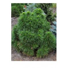 Сосна Сильвестрис (Pinus...