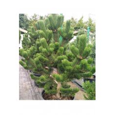 Сосна черная Орегон Грин...