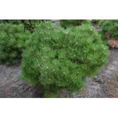 Сосна черная Брепо (Pinus...