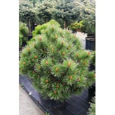 Сосна обыкновенная Ватерери...