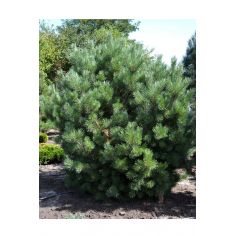 Сосна обыкновенная Ватерери... 2