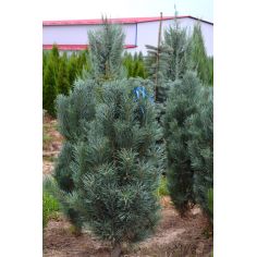 Сосна обыкновенная...