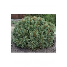 Сосна обыкновенная Шантри...