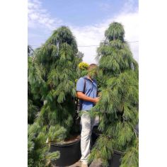 Сосна веймутова Пендула...