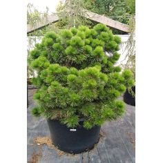 Сосна черная Хорнибрукиана...