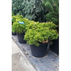 Сосна горная "Винтер Голд"...