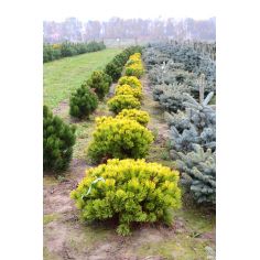 Сосна горная "Винтер Голд"... 2
