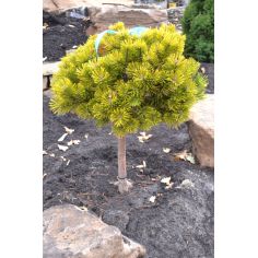 Сосна горная на штамбе...