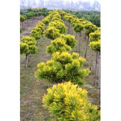 Сосна горная на штамбе... 2