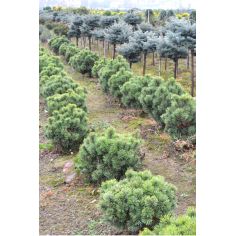 Сосна горная Мопс (Pinus...