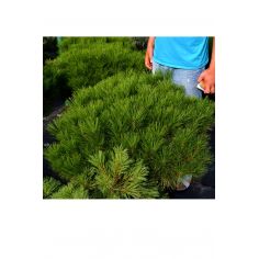 Сосна черная / австрийская...