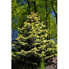 Ель голубая Белобок (Picea...