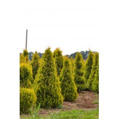 Туя западная Европа Голд... 2