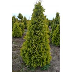 Туя западная Европа Голд...