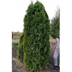 Туя западная колоновидная...