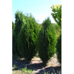 Туя западная Вагнери (Thuja...