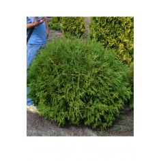 Туя западная Глобоза (Thuja...