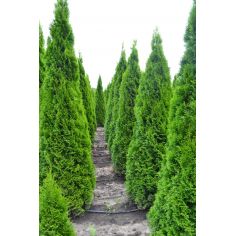 Туя западная  Смарагд...