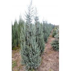 Можжевельник скальный Blue...