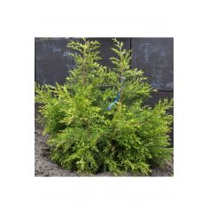 Можжевельник китайский...