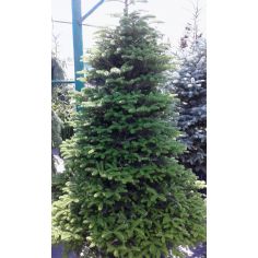 Пихта корейская  (Abies...