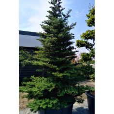 Пихта корейская  (Abies... 2