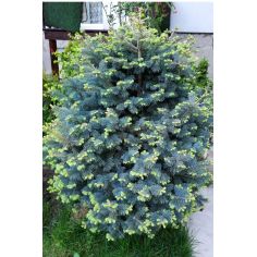 Пихта субальпийская...