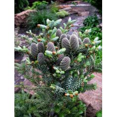 Пихта корейская Сильберлок... 2