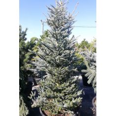 Пихта корейская Сильберлок...