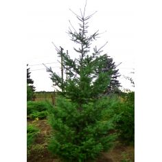 Лиственница европейская...