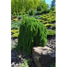 Лиственница европейская на...