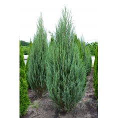 Можжевельник скальный...