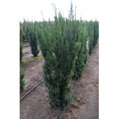 Тис ягодный Фастигиата...