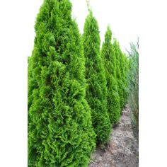 Туя западная  Смарагд...