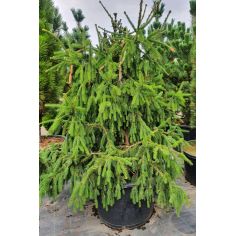 Ель европейская "Acrocona"...