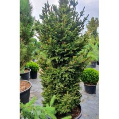 Ель Европейская "Will’s...