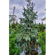 Ель Энгельмана "Glauca"...