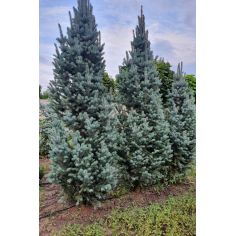 Ель колючая "Iseli...