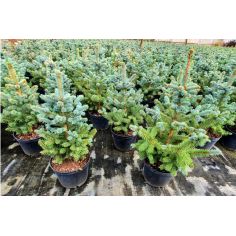 Ель Колючая "SBS" (Picea...