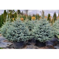 Ель колючая "SBS" (Picea...