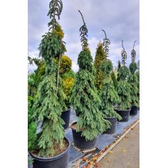 Ель колючая "Glauca...