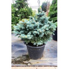 Ель колючая "Glauca...