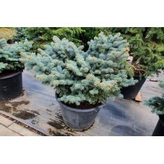 Ель колючая "Glauca... 2