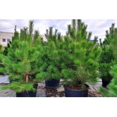 Сосна чёрная австрийская...