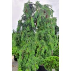 Сосна Веймутова...