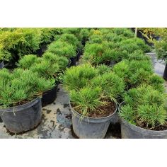 Сосна Горная (Pinus Mugo),...