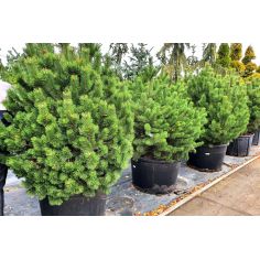 Сосна Mugo Uncinata (Pinus... 2