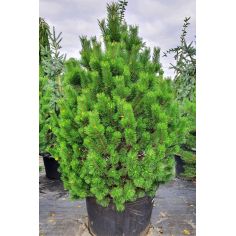 Сосна Mugo Uncinata (Pinus...