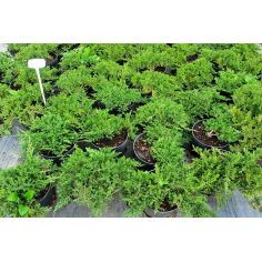 Можжевельник Горизонтальный...