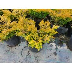 Можжевельник горизонтальный...